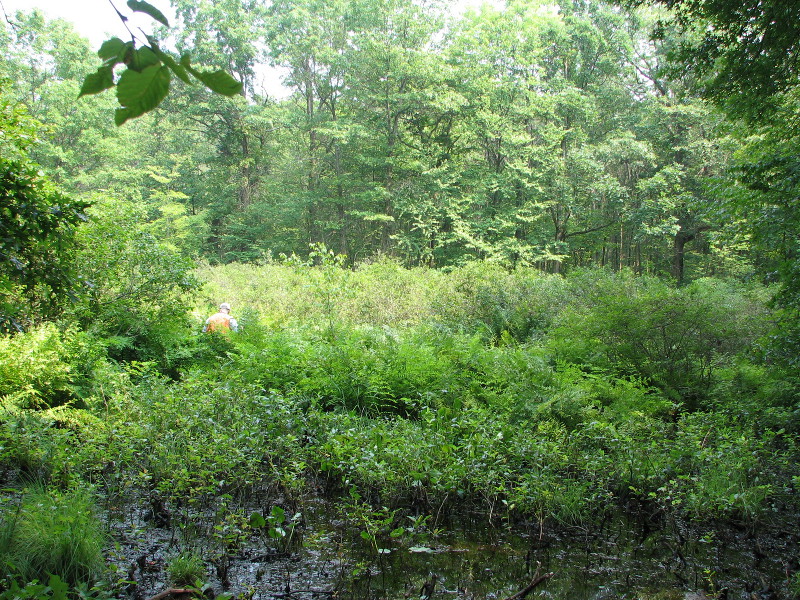 Shrub pool. Credit: Betsy Leppo